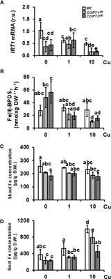 Deregulated High Affinity Copper Transport Alters Iron Homeostasis in Arabidopsis